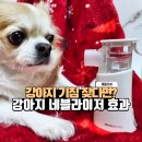 주식회사 인투더메디 | 강아지 네블라이저 효과, 겨울·환절기 기침 완화에 도움될까? 실제 사용 후기