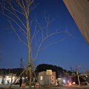 [서천] 스테리움 서천 생태원 캠핑장 후기 (추천이유)