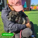 이평우 반려견 교육센터 이미지