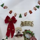 수수펫살롱 이미지