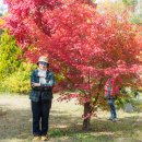 인천드림파크 국화축제 이미지