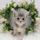 왕눈이농장 | 가창면고양이무료분양 도로시펫 아비니시안 영롱한 외모의 왕눈이