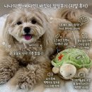 움직이는 강아지 장난감 바잇미 거북이 점핑부기 노즈워크 애견장난감 솔직 후기
