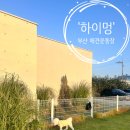하이멍 | 부산 애견운동장 수영장이 있는 '하이멍' 내돈내산 솔직 후기