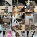 더케이페이먼트 | 윤진이 또 못 봄ㅠㅠ / 나비야사랑해 야채샌드 기부 / 마스크팩 이벤트 / 캣닢•마따따비 굿즈...