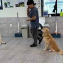 경기유치원 | 광교 강아지유치원 멍스스쿨 어질리티 릴레이 경기 개최 후기