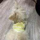 pet34나3126 | 노원강아지분양 말티푸입양후기 의정부러브미펫