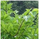 소림농장 이미지