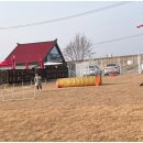 워킹애니멀스쿨 이미지