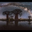 바오밥나무기타 이미지