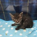 수암동물병원 이미지