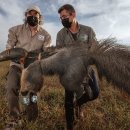 pet13나1534 National Geographic