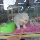 충무로애견 이미지