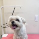 프롬율무 이미지