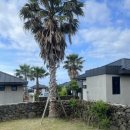 스테이마농 이미지