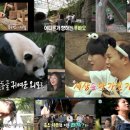 푸바오