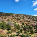 지리산큰나무 이미지