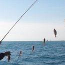 [국내 조황 정보] 간절곶·서생 일대 선상낚시 열기 입질 시작 이미지