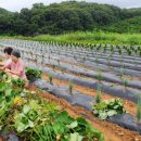 유계리 농장 이미지