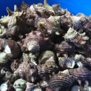 소라농장 이미지