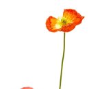 플로라의원 이미지