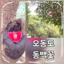 동백섬 | 오동도 2026년 동백꽃 개화상태 동백섬3월말 방문후기