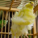 카나리아 이미지