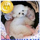 베이비독 | 기본템으로 손색없는 이츠독 강아지 디즈니 베이비 프렌즈 유모차 필로우 추천