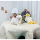 유앤미펫 강아지분양 고양이분양 일산점 이미지