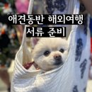 애견동반 해외여행ㅣ강아지랑 베트남 여행 준비ㅣ광견병 항체가 검사