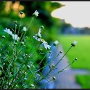 서탄초등학교 이미지