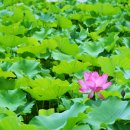 영동천1길 네이버블로그