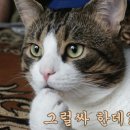 야 이미지