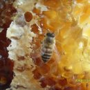 자연식품 이미지