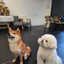 고고독 | 원주에서 찾은 소형견 전용 실내 애견카페, 고고독