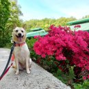 꽃개 하우스 이미지