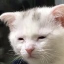 이순신복어 | 260227 어쩌다 얼렁뚱땡이가 되어버린거야