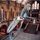 (동물 세계사) 008. 대왕고래, 세상에서 가장 큰 동물 이미지