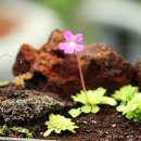 방림원 식물원 이미지