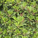 조계산 선암사 이미지