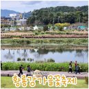 은화분식 | 2025 전라남도 장성 황룡강 가을꽃축제 방문 실시간 리뷰(25.10.19)