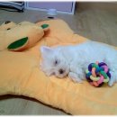 뽀미 이미지