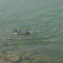 삼가향어 이미지