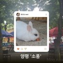 완벽한소풍 | 아이들과 함께 즐기는 완벽한 자연 나들이, 양평 '소풍' 방문 후기!