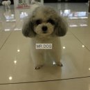 미스터도그 이미지