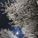 제이드스트릿1137