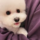 부산애견 이미지