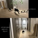 파주365동물의료센터 | [파주365동물의료센터] 파주 운정 동물병원 / 파주 운정 수술전문 동물병원 / 고양이 발목골절 / 고양이...