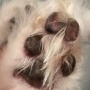 봄강아지 | 8살 폼피츠 봄이 겨울 발바닥 케어: 우프서울 강아지보습제 멀티 펫밤 실사용 후기