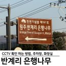 국도21호 은행나무길 | 반계리 은행나무 cctv 링크 확인 방법 주차장 화장실 나이